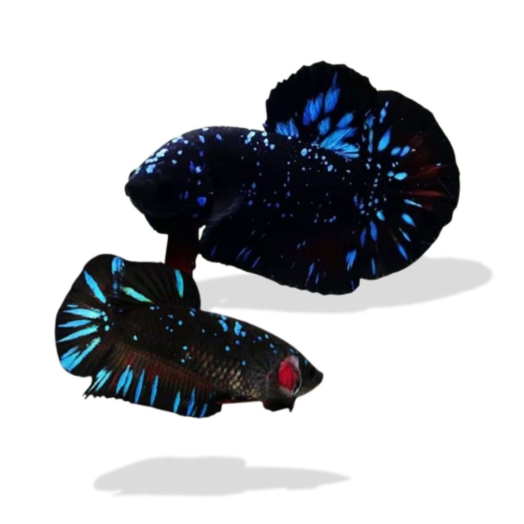 Cupang plakat avatar Cupang Plakat Avatar (Paket Breeding) - Gambar 1