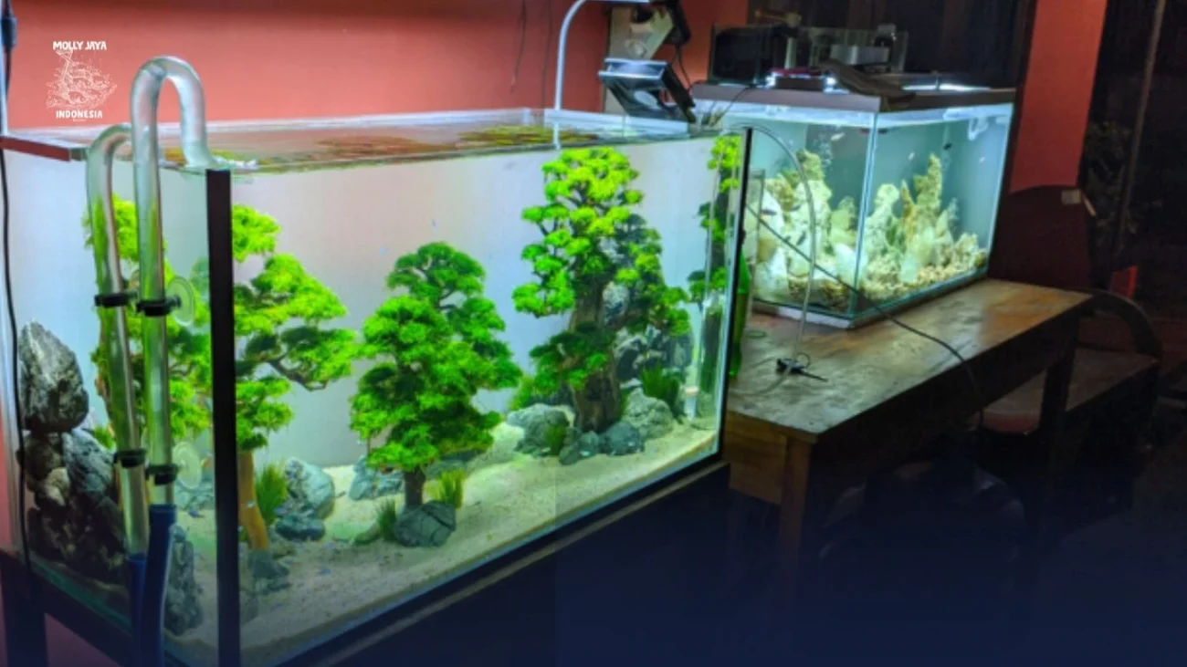 Manfaat Sistem CO2 Otomatis pada Aquascape