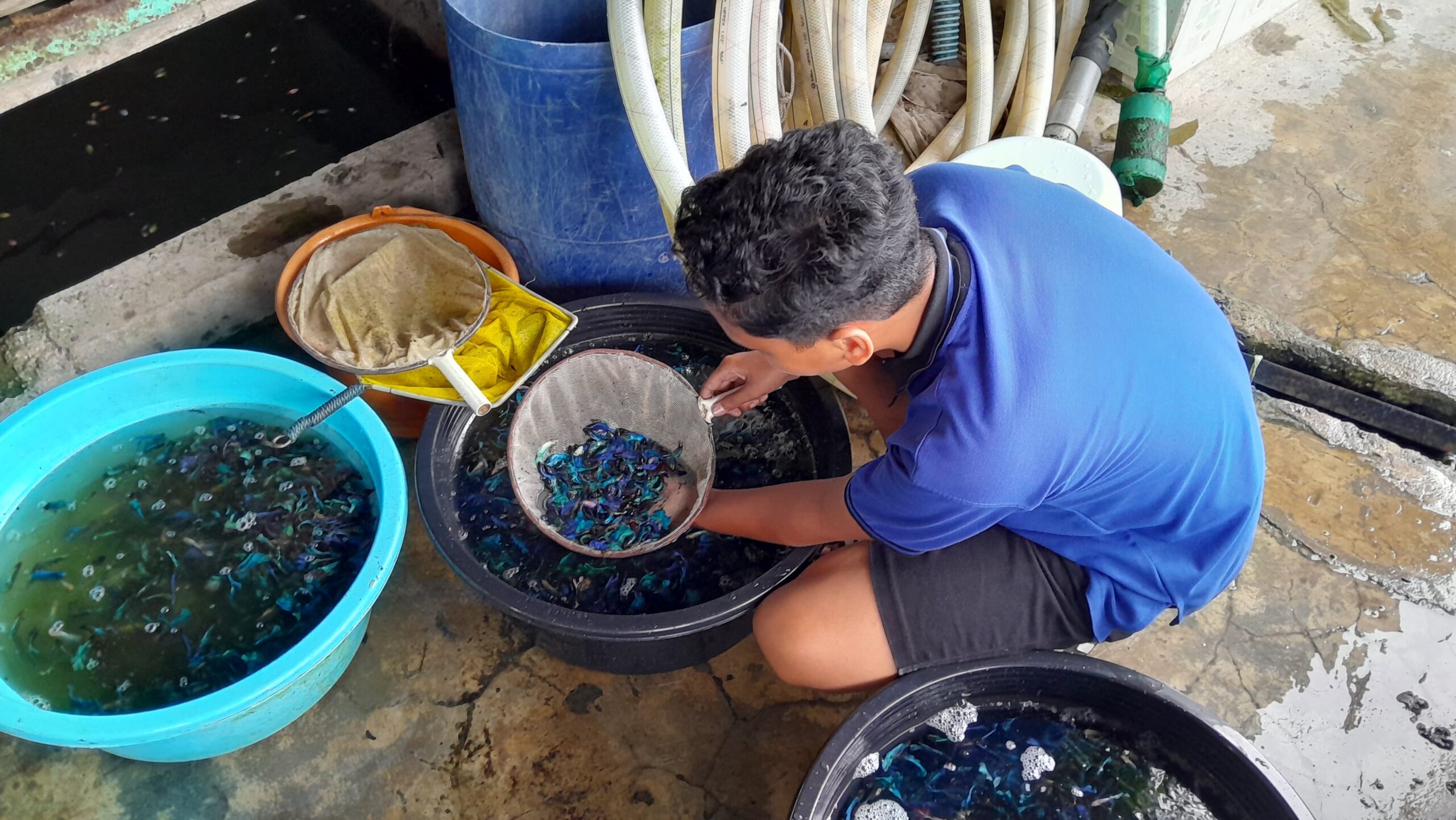 Mahasiswa magang menyortir ikan cupang yang dipanen