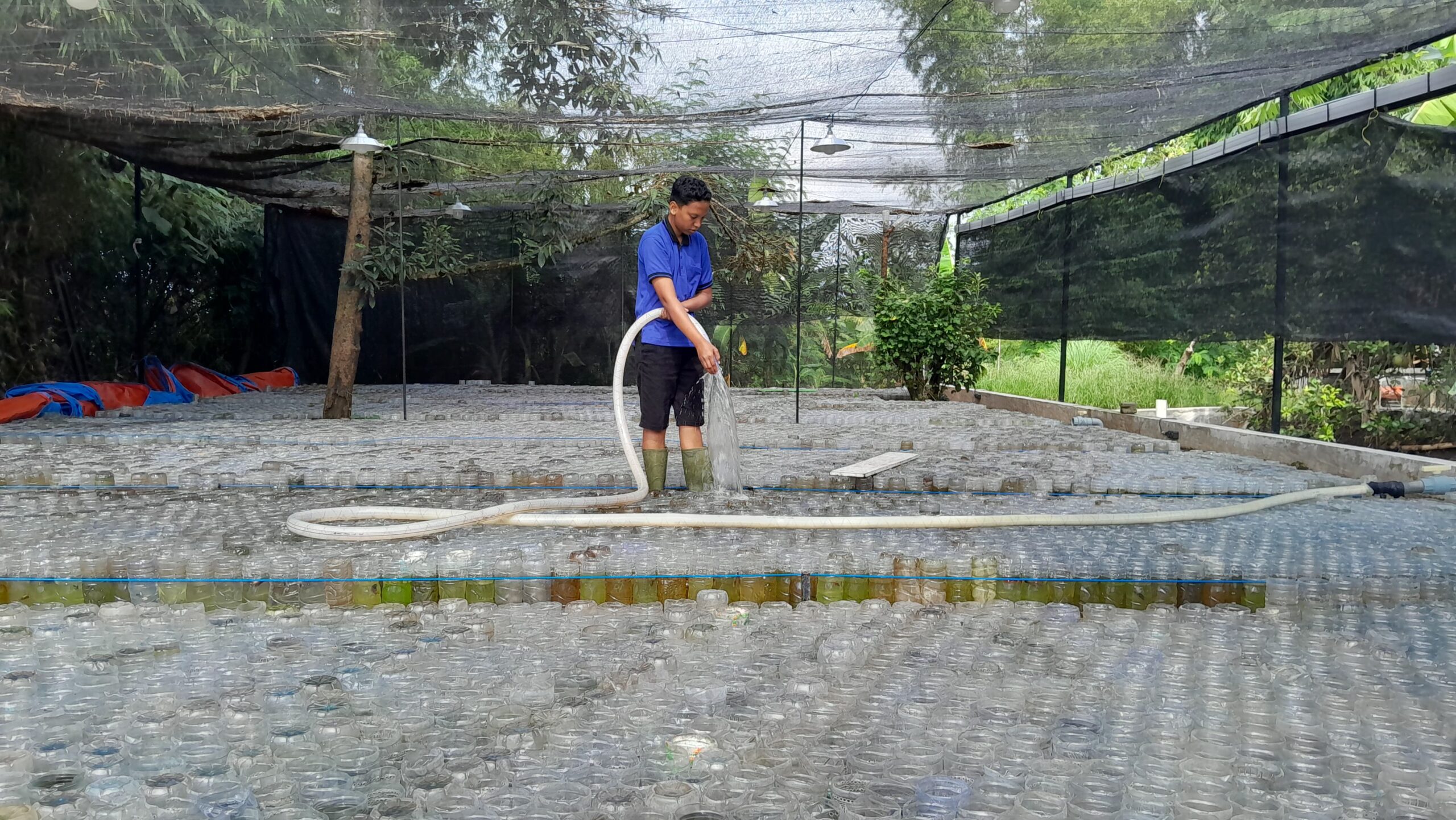 Mahasiswa magang sedang melakukan penggantian air ikan cupang