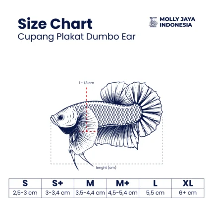 Ukuran Cupang Plakat Dumbo Ear