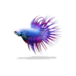 Cupang Crowntail Mascot