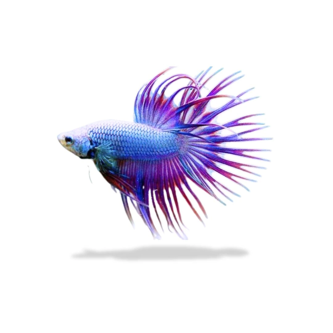 Cupang Crowntail Mascot Biasa Cupang Crowntail Mascot - Gambar 1