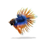 Cupang Crowntail (M-M+)