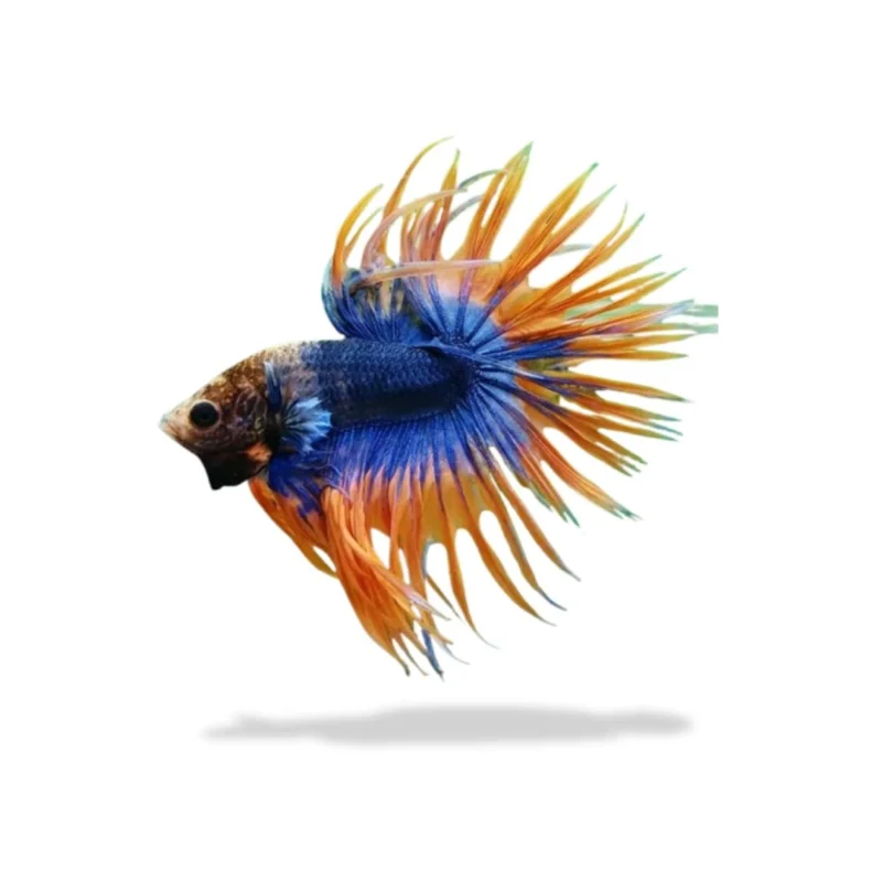 Gambar ikan cupang crowntail