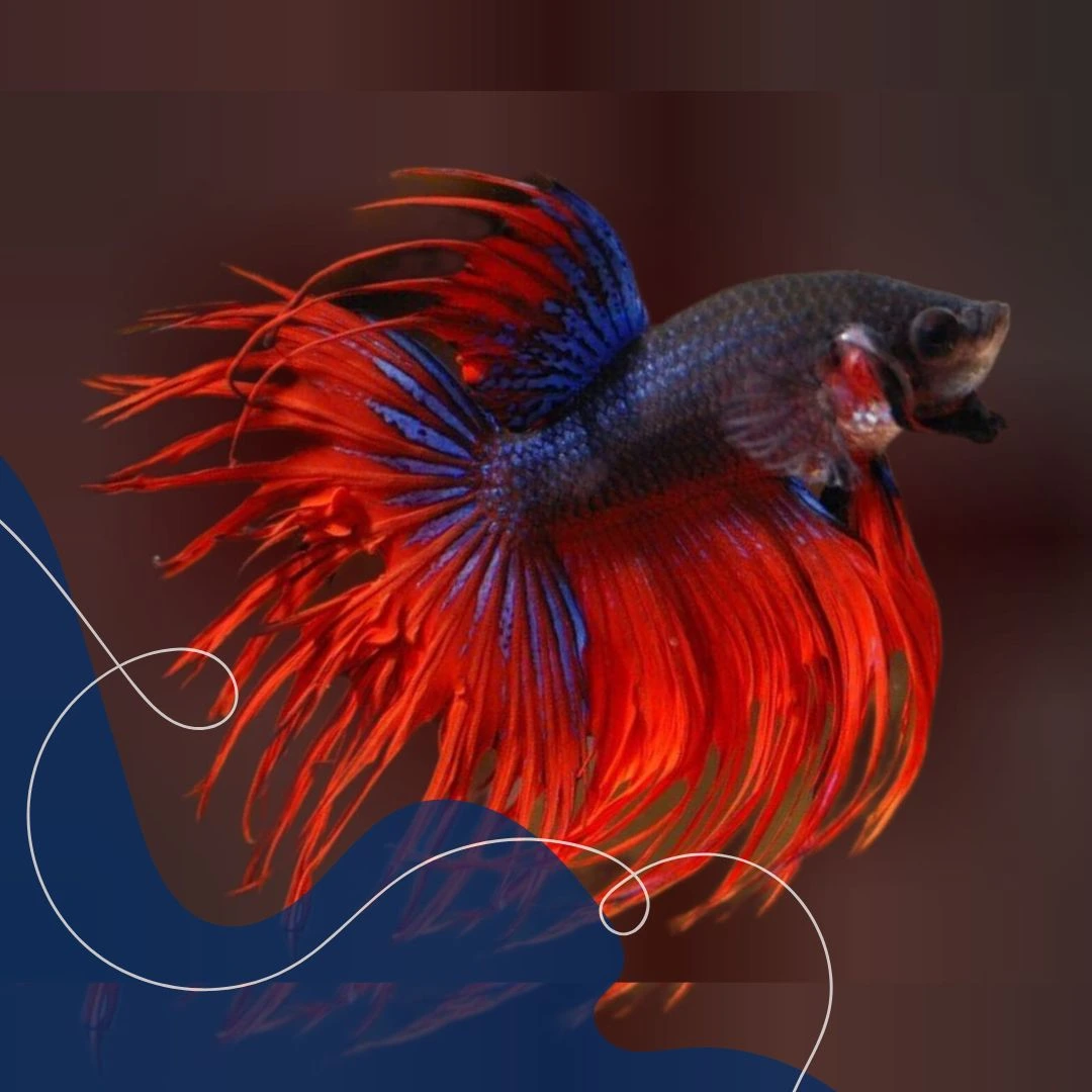 Cupang crowntail