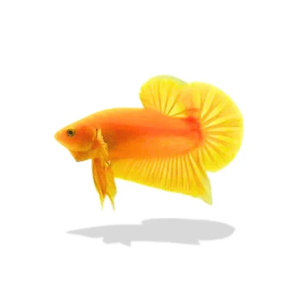 Cupang Plakat Yellow