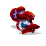 Paket breeding Cupang plakat Hellboy