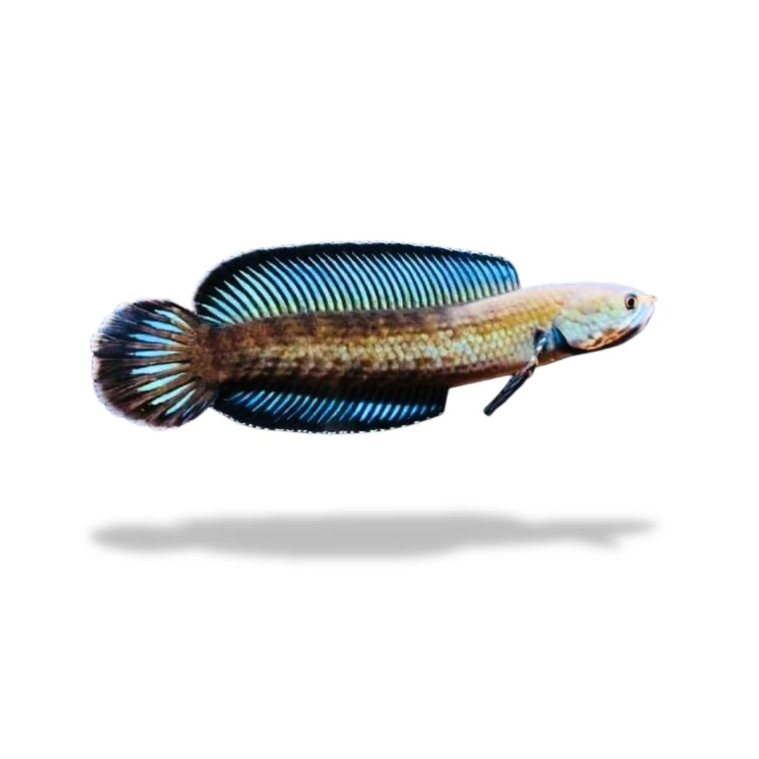 Channa Andrao Channa Andrao - Gambar 1