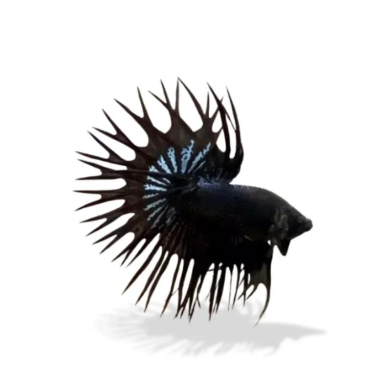 Cupang crowntail black orchid