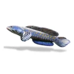 Channa Blue Pulchra