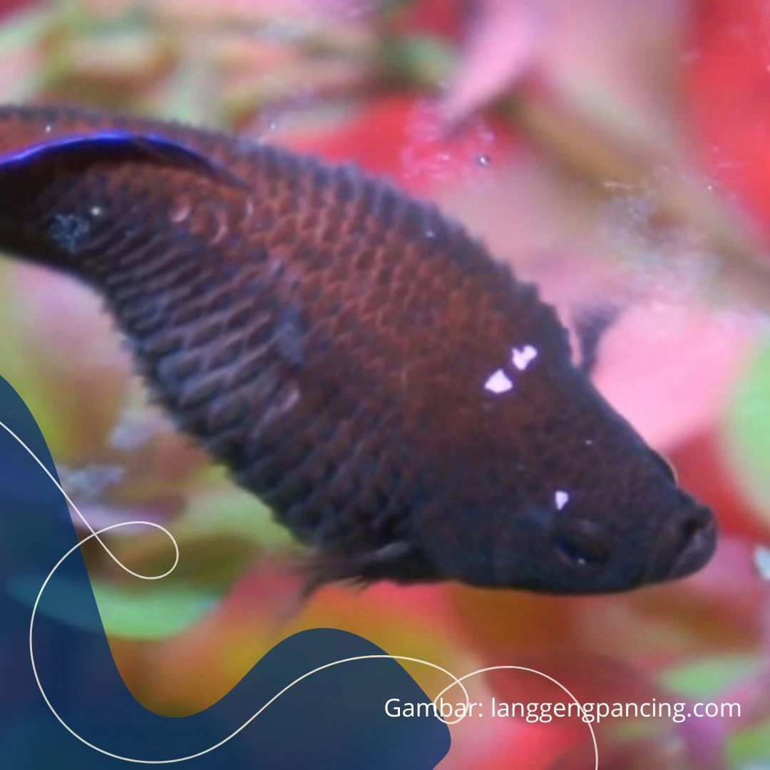 Ikan cupang perut kembung