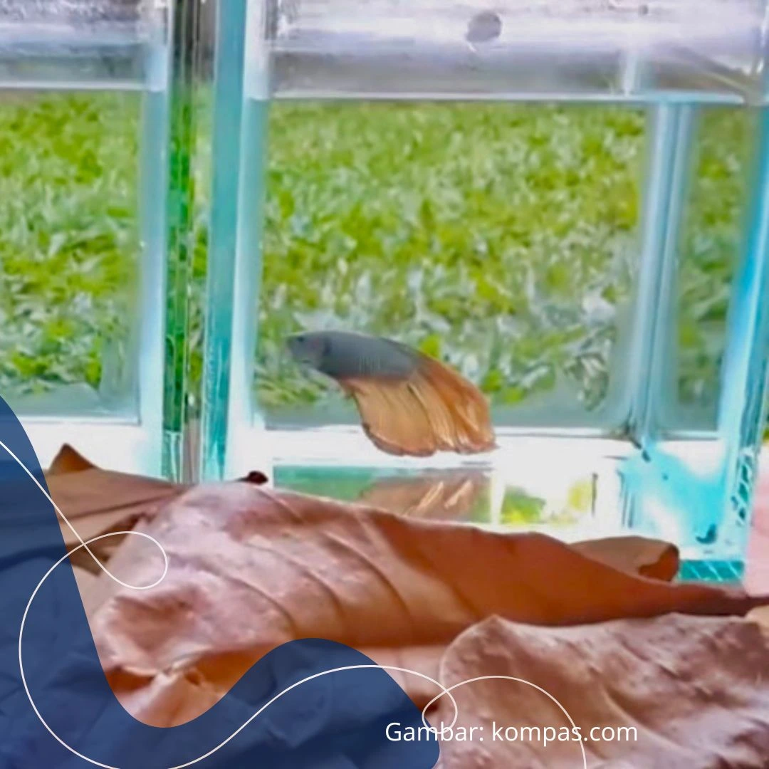 Menambah daun ketapang