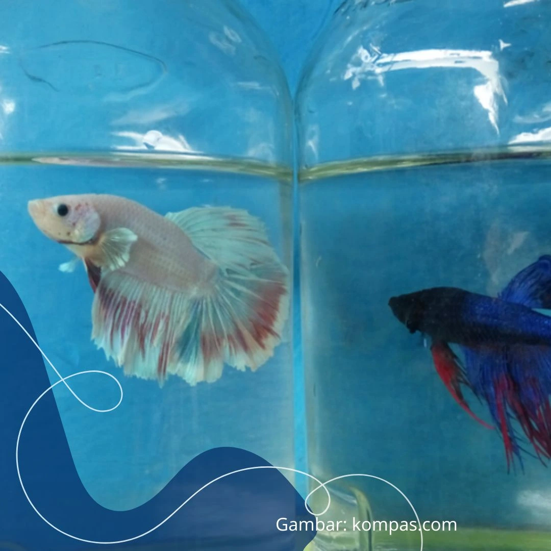 Menyiapkan wadah khusus untuk terapi