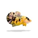 Cupang Plakat Yellow Koi Cooper (YKC)