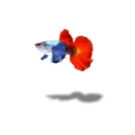 Guppy Platinum Red Tail Dumbo Ear (PRT DE)