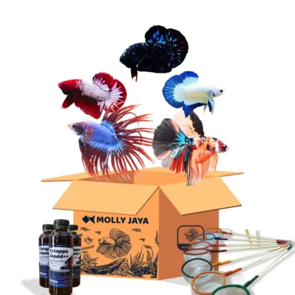 Paket Usaha Ekstra Hemat