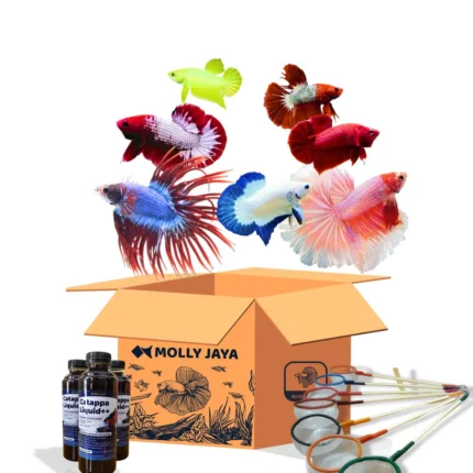 Paket Usaha Ekstra Hemat