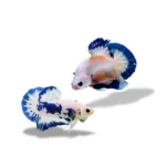 Cupang plakat bluerim mix bluepanda