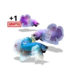 Cupang Plakat Dumbo Ear Grade B (Paket Breeding)