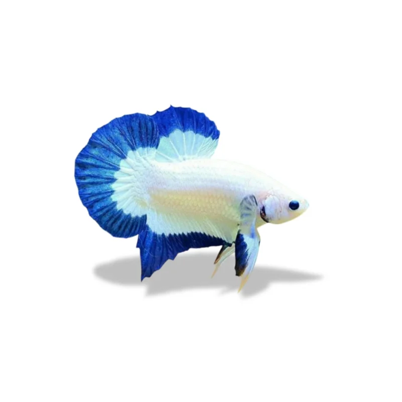 Ikan Cupang Plakat Blue Rim