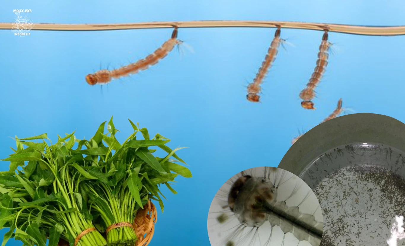 Budidaya Jentik Nyamuk Menggunakan Kangkung