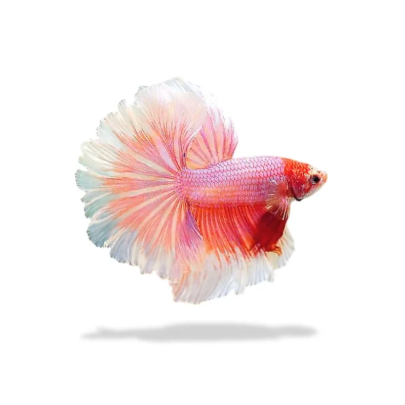 Cupang Halfmoon Pink