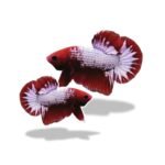 Cupang Plakat FCCP (Paket Breeding)