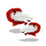 Cupang Plakat Red Dragon Snow (Paket Breeding)