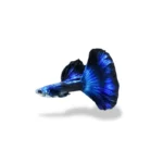 Guppy Electric Blue