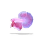 Cupang Halfmoon Pink (S+-M)