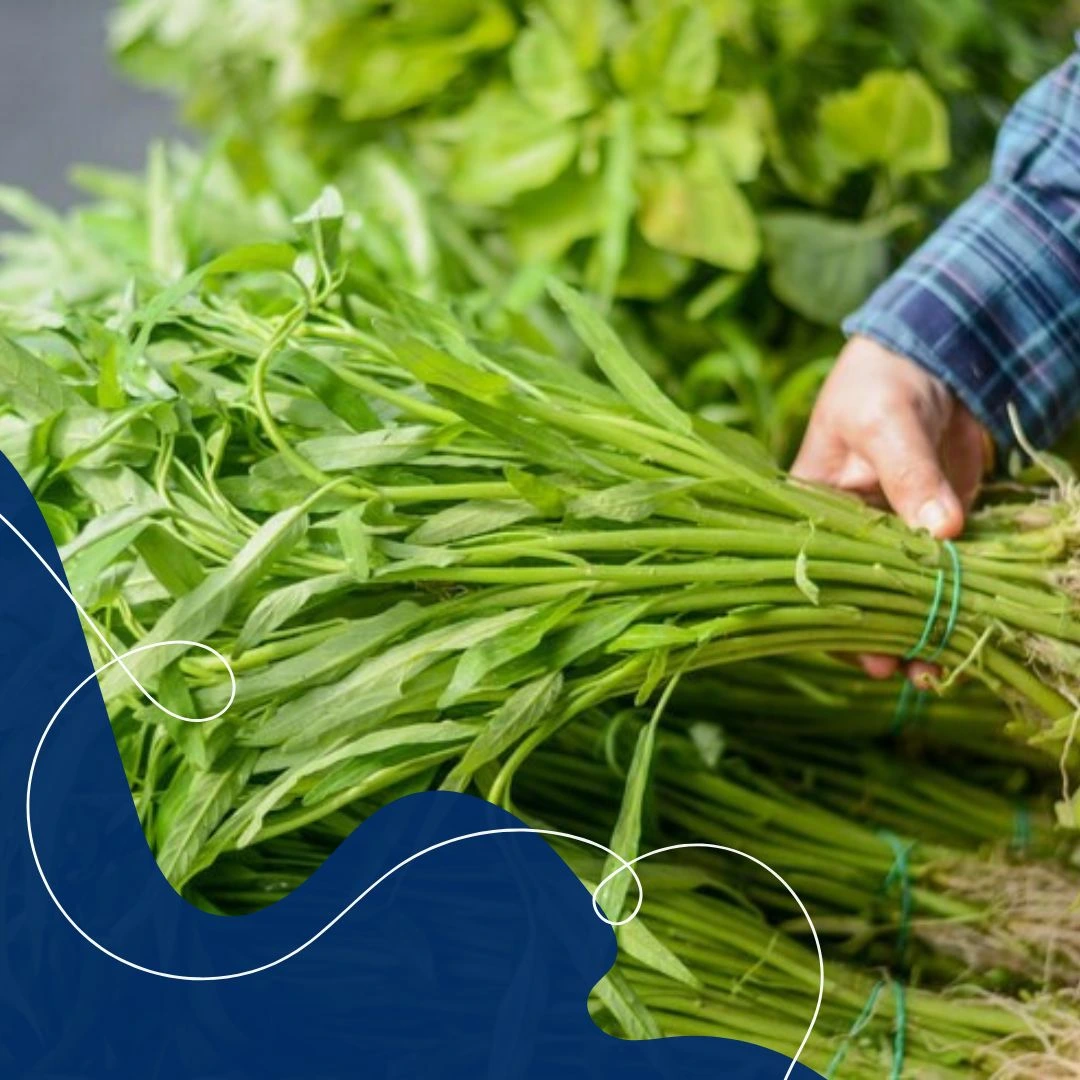 Kenapa menggunakan kangkung