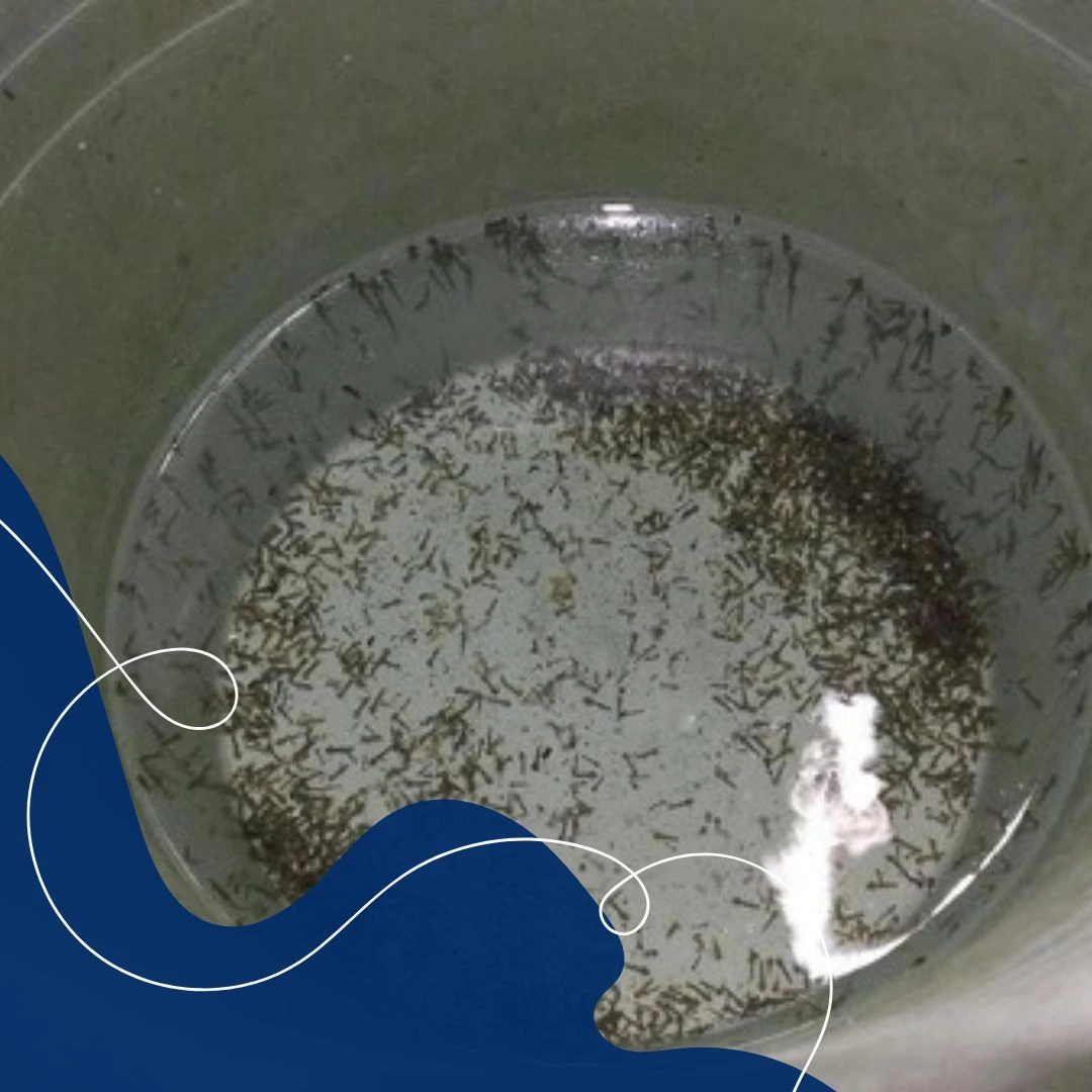 Proses membuat jentik nyamuk