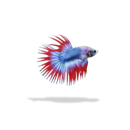 Cupang Crowntail S - M