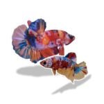 Cupang Plakat Multicolor (Paket Breeding)