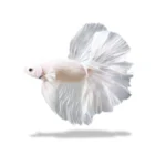 Cupang Halfmoon White Platinum