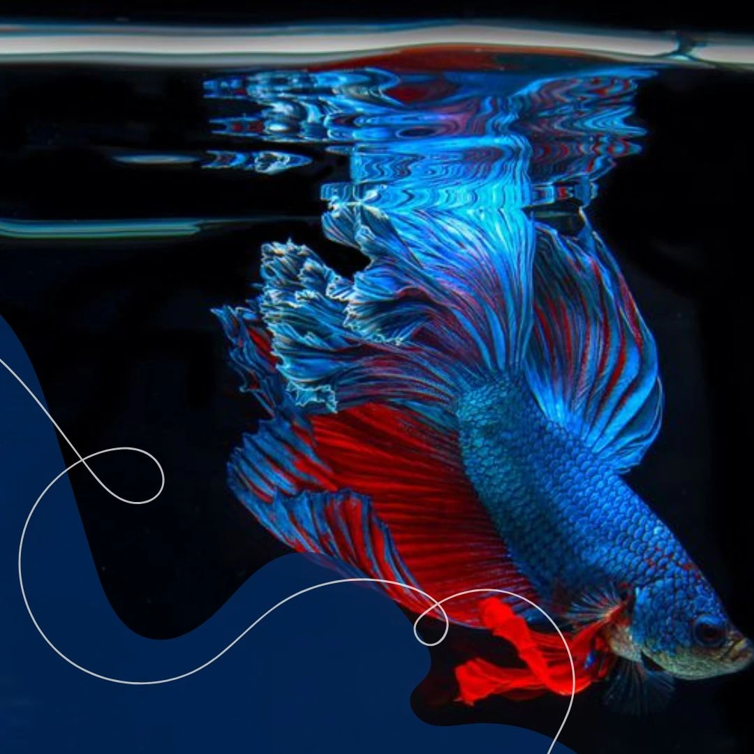 Mempertajam warna Mempertajam warna