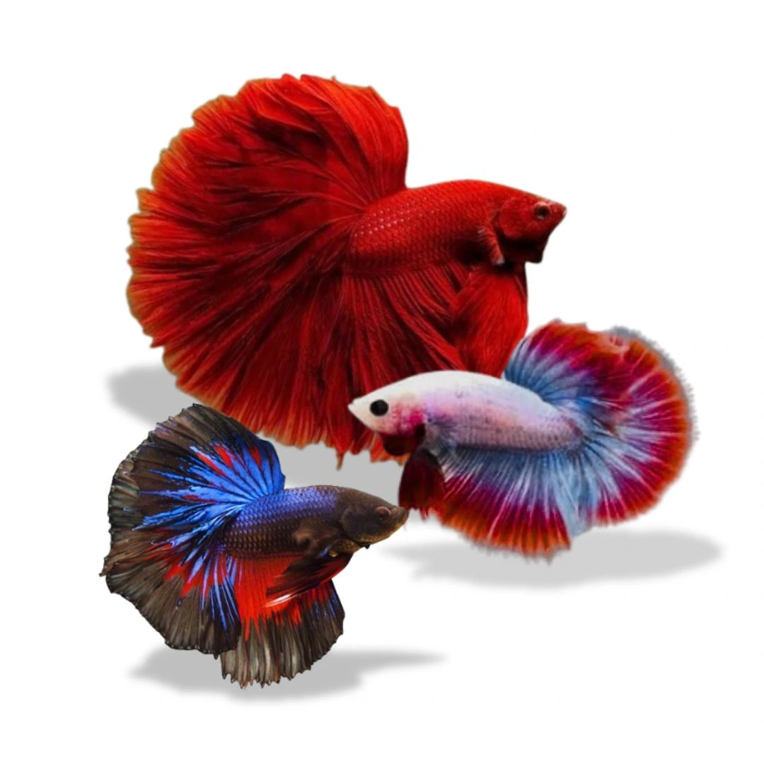 Paket Super Moon Paket Bundling Super Moon - Gambar 1