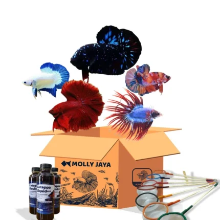 Paket Usaha Hemat