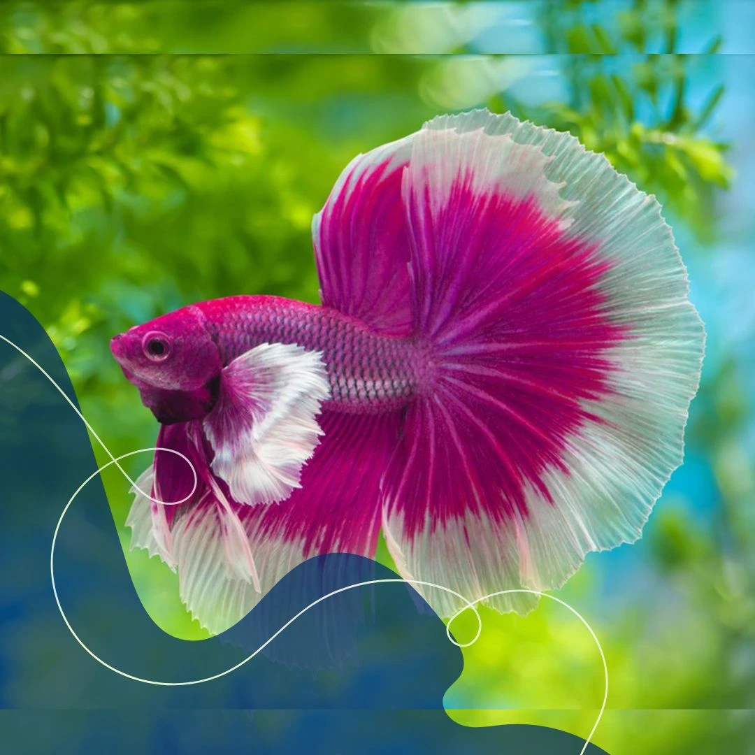 Bentuk ekor dan sirip ikan cupang