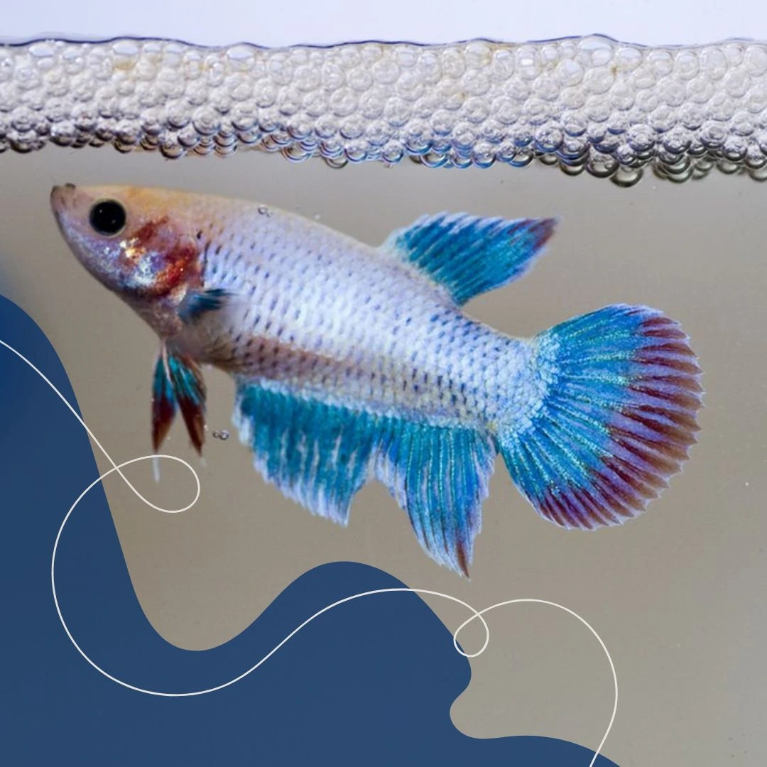 Bentuk tubuh ikan cupang