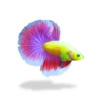 Cupang Halfmoon Neon Mascot