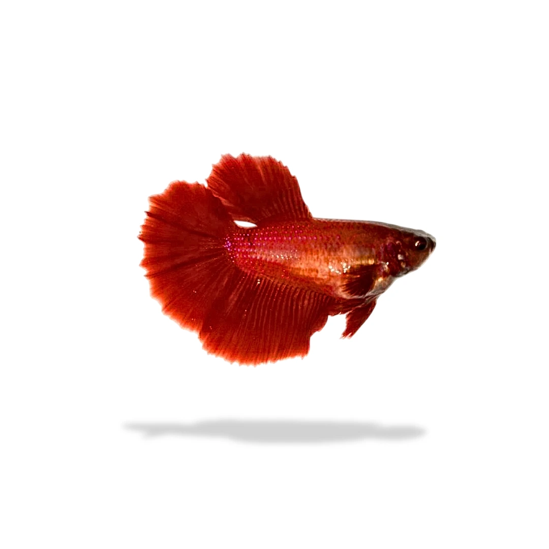 Cupang Halfmoon Super Red Betina (1) Cupang Halfmoon Super Red Betina (1)