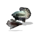 Cupang Plakat Cooper (Paket Breeding)