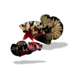 Cupang Plakat Red Koi Cooper (Paket Breeding)