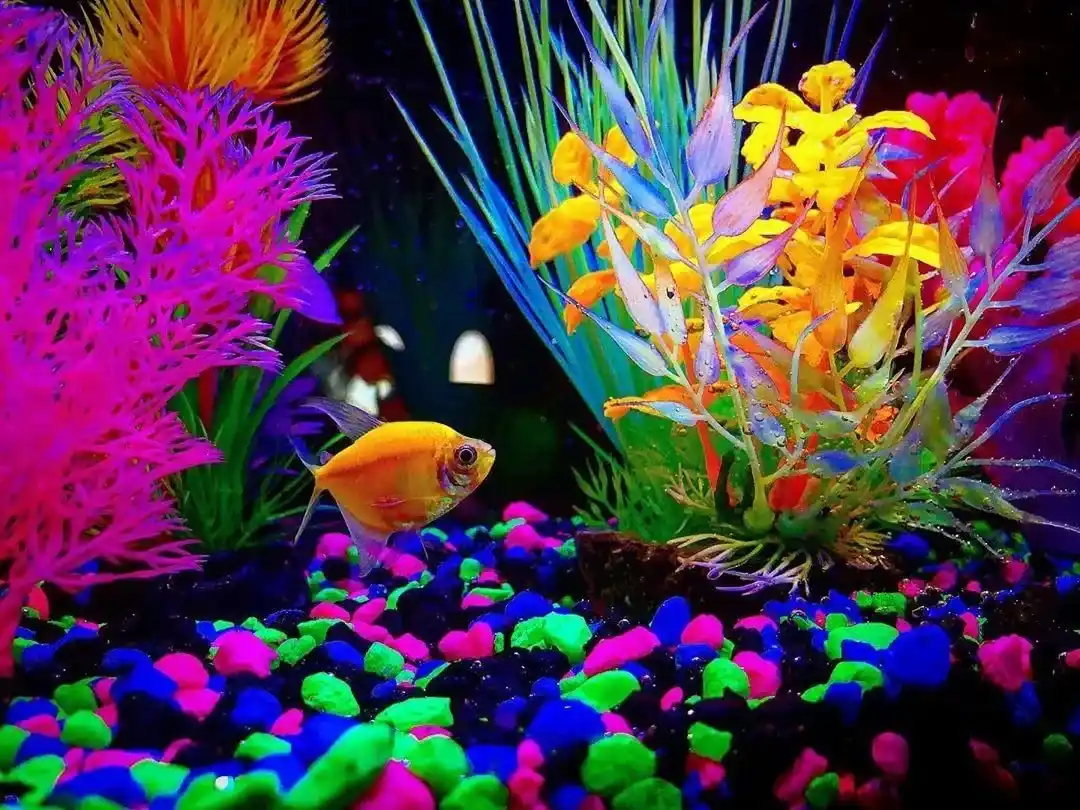 Ilustrasi glofish di akuarium indah dan batu bersinar yang cocok untuk artikel cara merawat ikan glofish