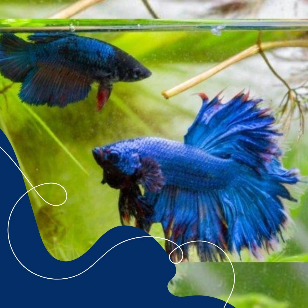 Kenapa memilih indukan cupang itu penting