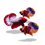 Paket Bundling Glory