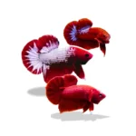 Paket Bundling Red Series