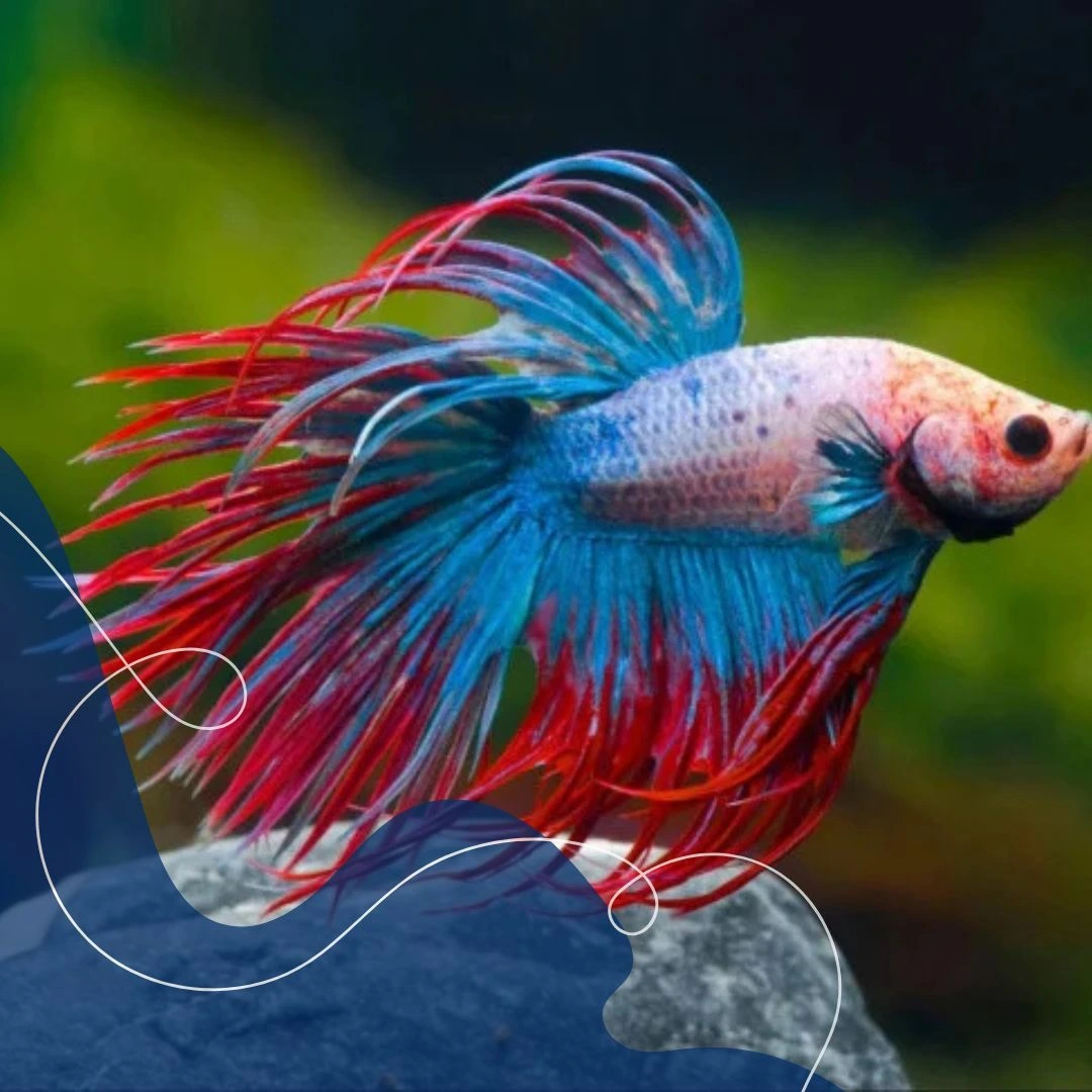 Warna tubuh ikan cupang